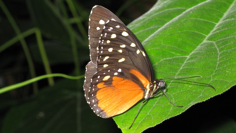 2006-06-29 392 Nigara Butterfly